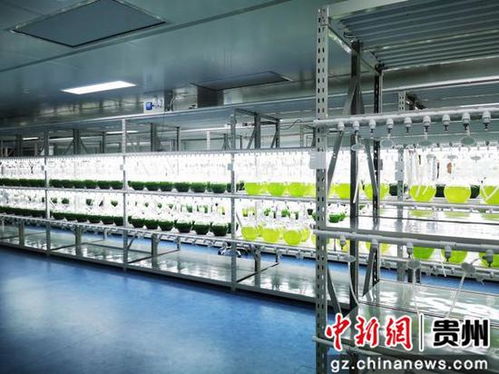 招引活水灌黔地 鄉(xiāng)村振興揚(yáng)帆起——生物科技賦能貴州鄉(xiāng)村振興的實(shí)踐與展望